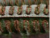 image of Pteris podophylla