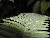image of Pteris quadriaurita