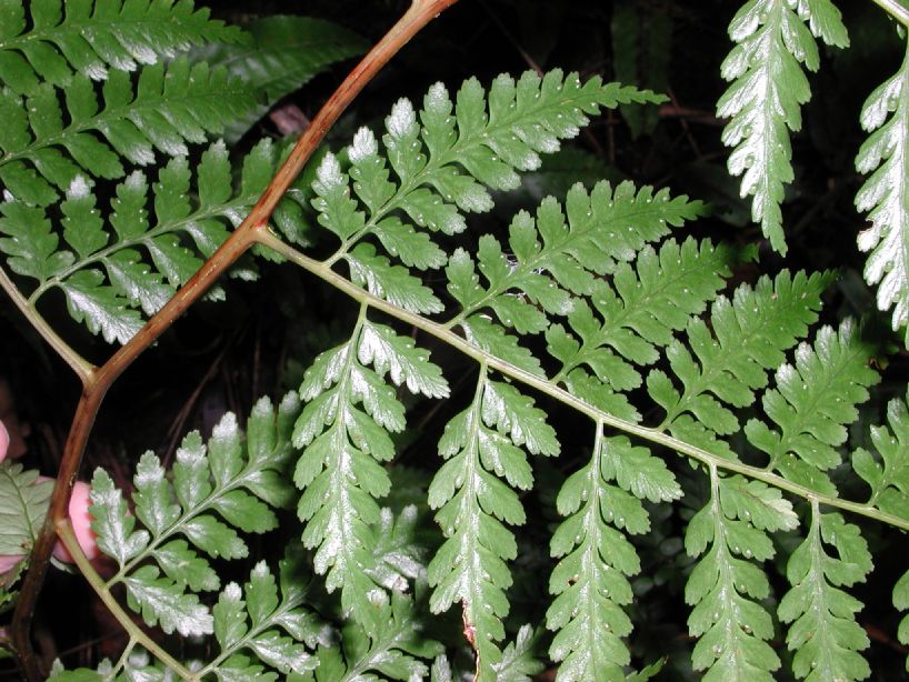 Saccolomataceae Saccoloma inaequale