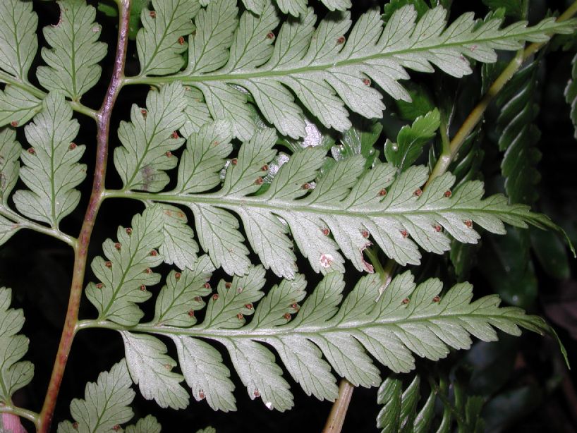 Saccolomataceae Saccoloma inaequale