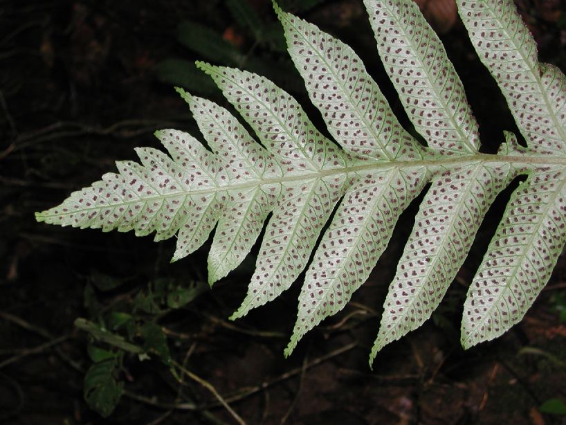 Dryopteridaceae Stigmatopteris heterophlebia