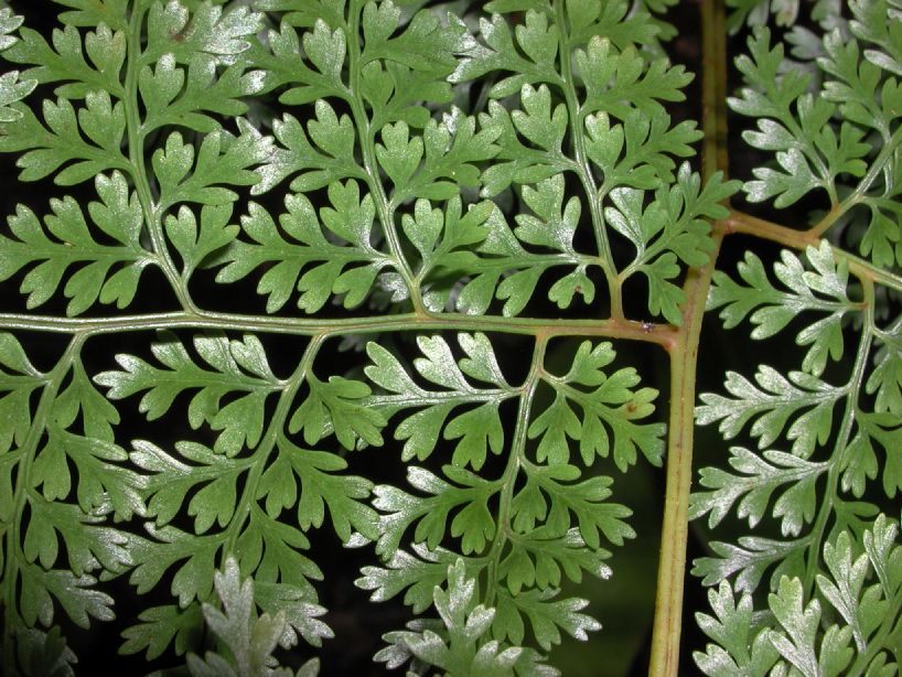 Dryopteridaceae Arachniodes denticulata