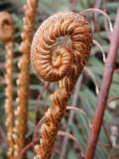 Blechnaceae Lomariocycas aurata