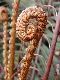 image of Lomariocycas aurata