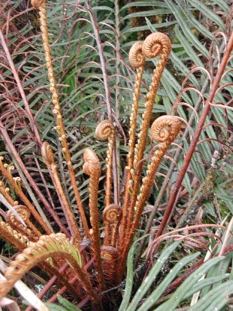Blechnaceae Lomariocycas aurata