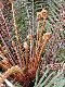 image of Lomariocycas aurata