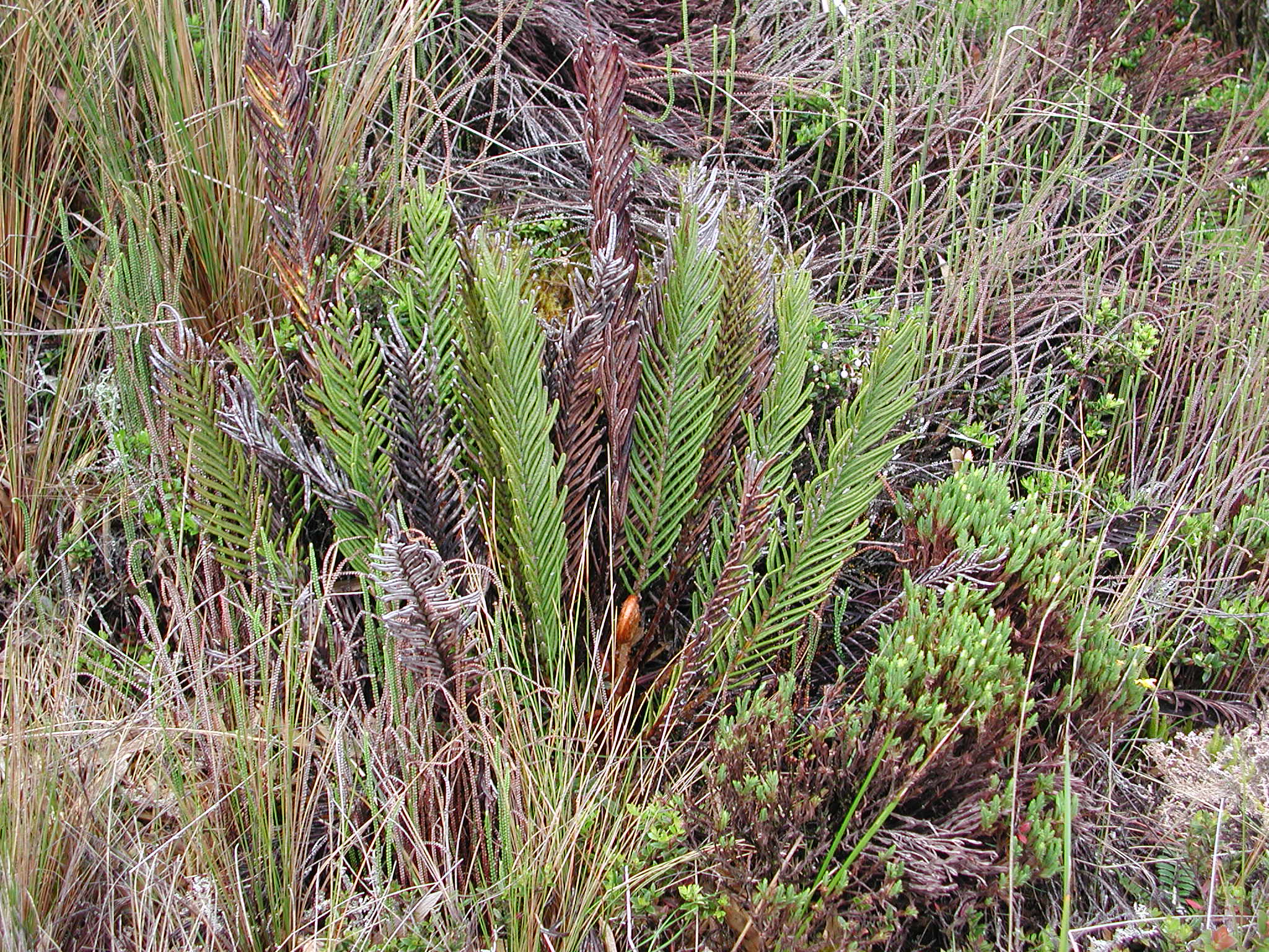 Blechnaceae Parablechnum loxense
