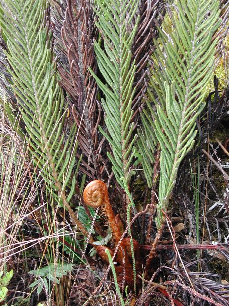 Blechnaceae Lomariocycas aurata