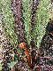 image of Lomariocycas aurata