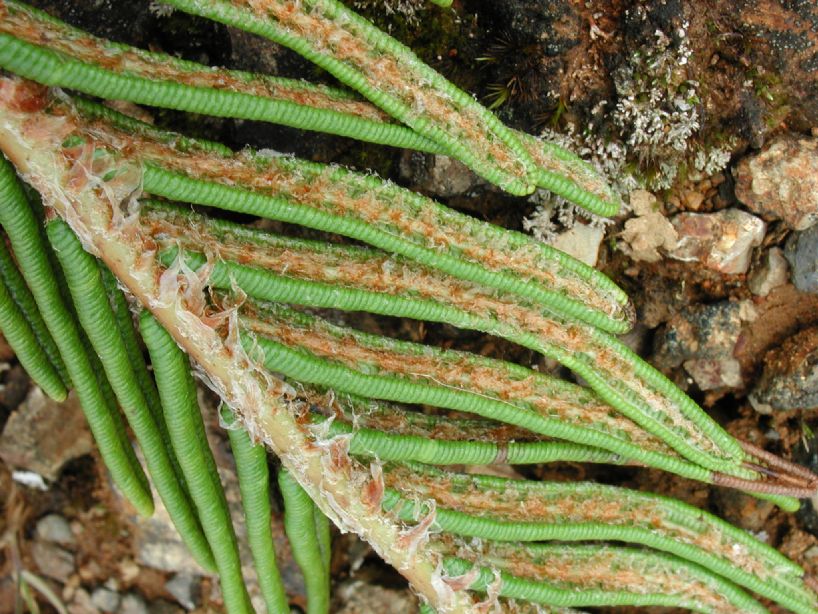 Blechnaceae Lomariocycas aurata