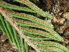 image of Lomariocycas aurata