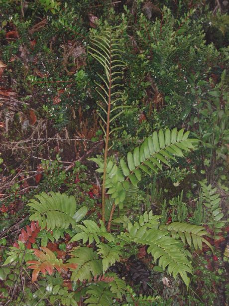 Blechnaceae Parablechnum christii