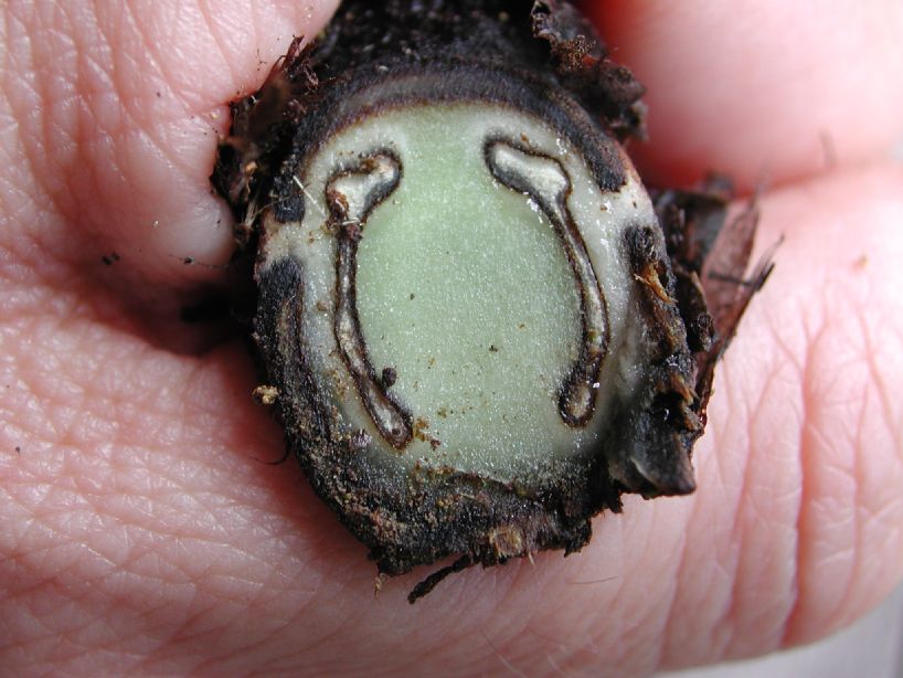 Athyriaceae Diplazium hians