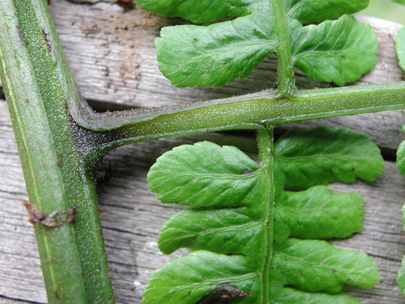 Athyriaceae Diplazium hians
