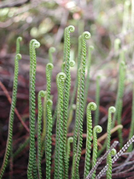 Pteridaceae Jamesonia scammanae