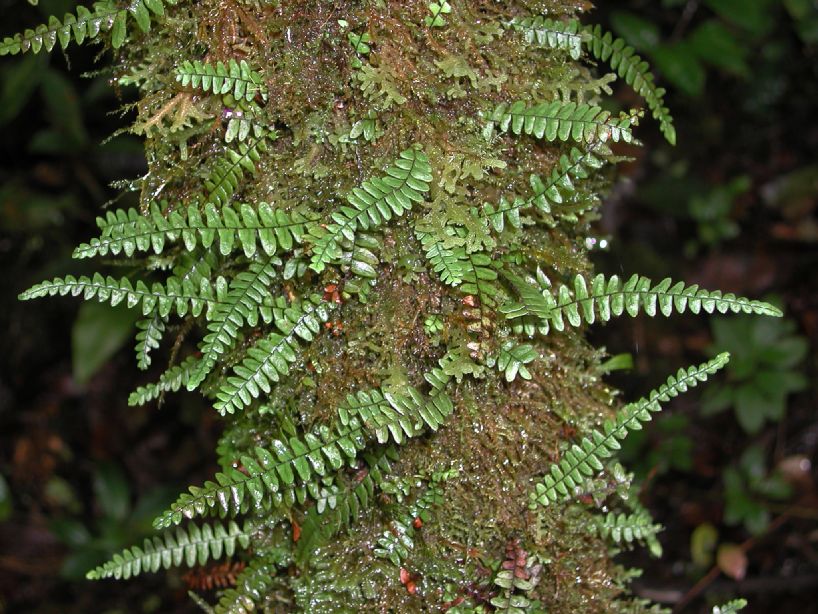 Grammitidaceae Terpsichore anfractuosa