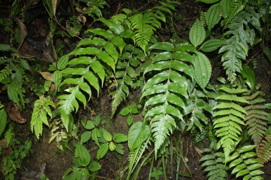 Dryopteridaceae Stigmatopteris killipiana