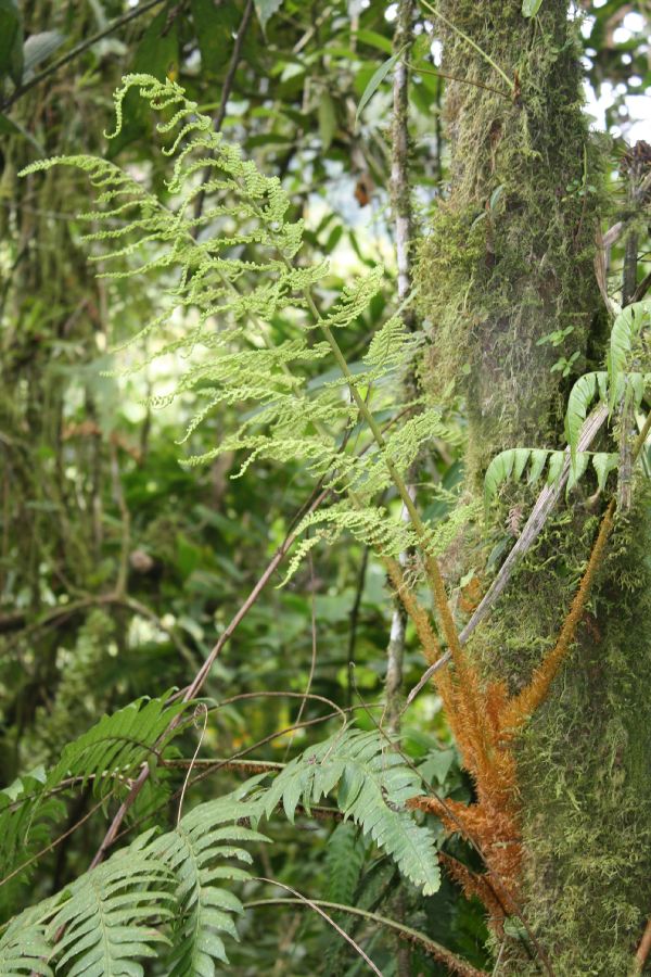Dryopteridaceae Polybotrya altescandens