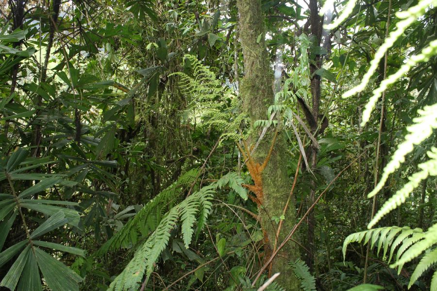 Dryopteridaceae Polybotrya altescandens