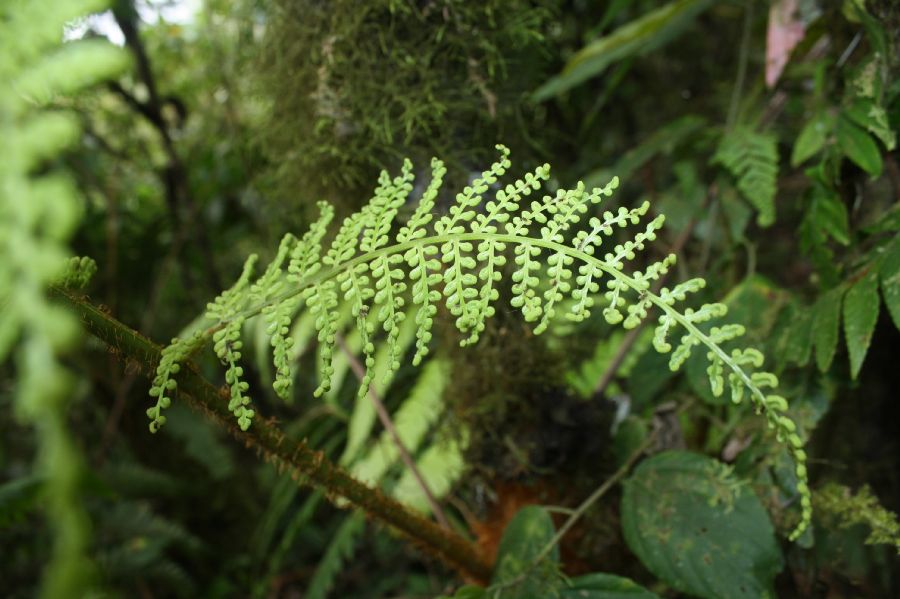 Dryopteridaceae Polybotrya altescandens