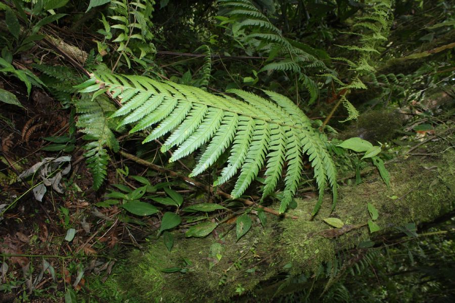 Dryopteridaceae Polybotrya altescandens