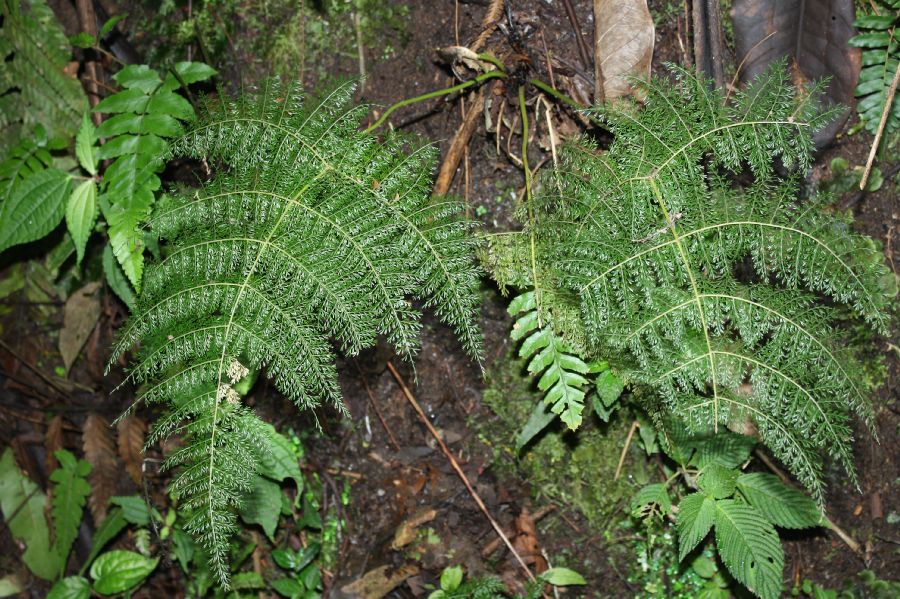 Athyriaceae Diplazium ferulaceum