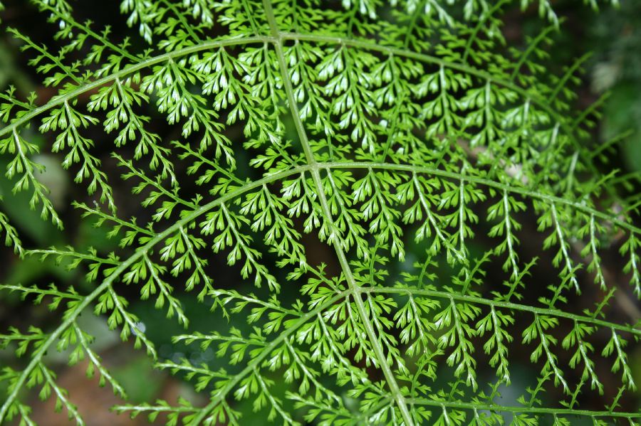 Athyriaceae Diplazium ferulaceum