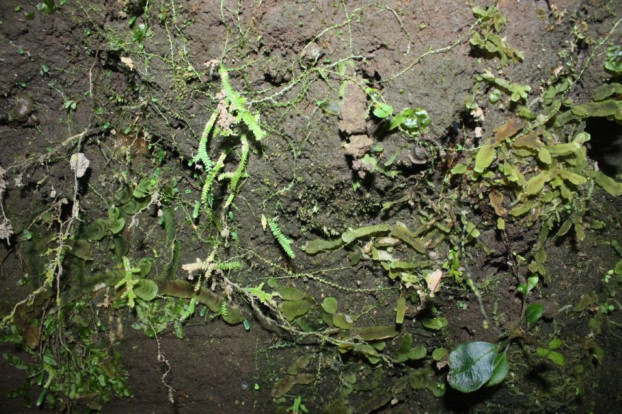Selaginellaceae Selaginella macilenta