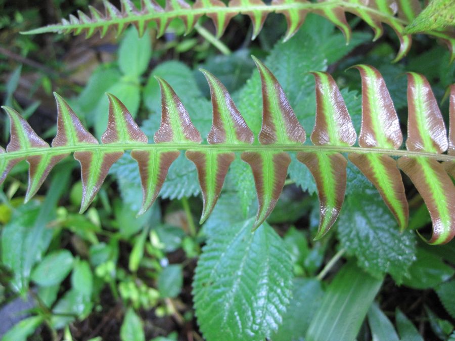 Blechnaceae Blechnum appendiculatum