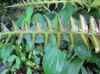 image of Blechnum appendiculatum