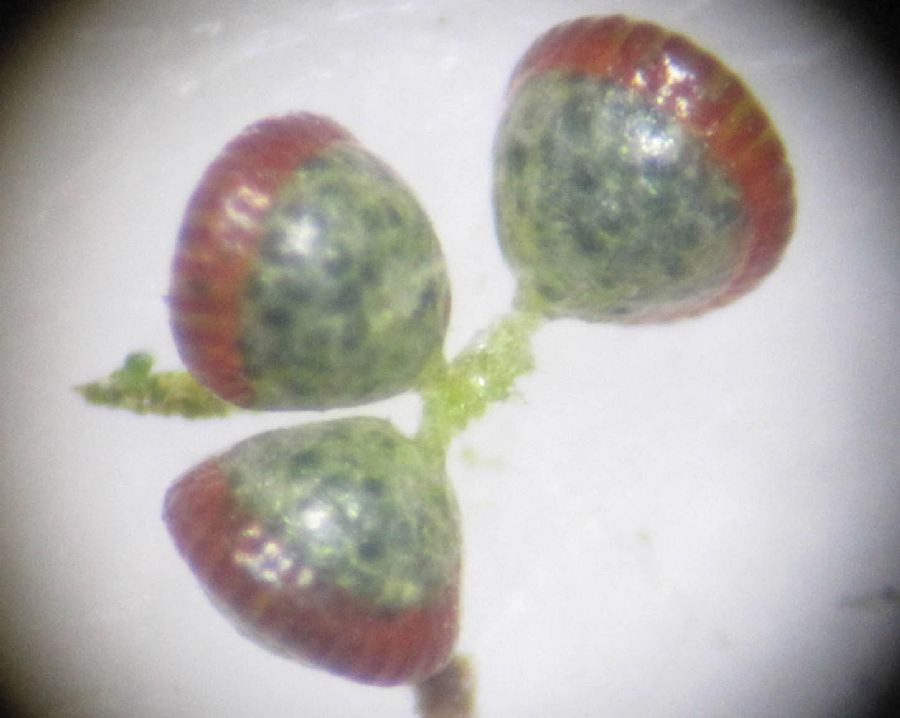 Hymenophyllaceae Hymenophyllum myriocarpon