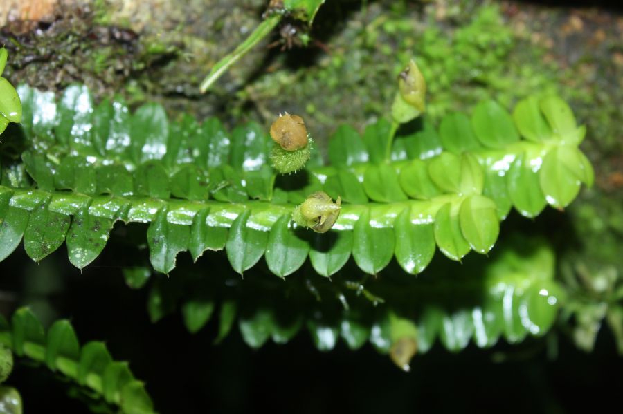 Orchidaceae Dichaea 