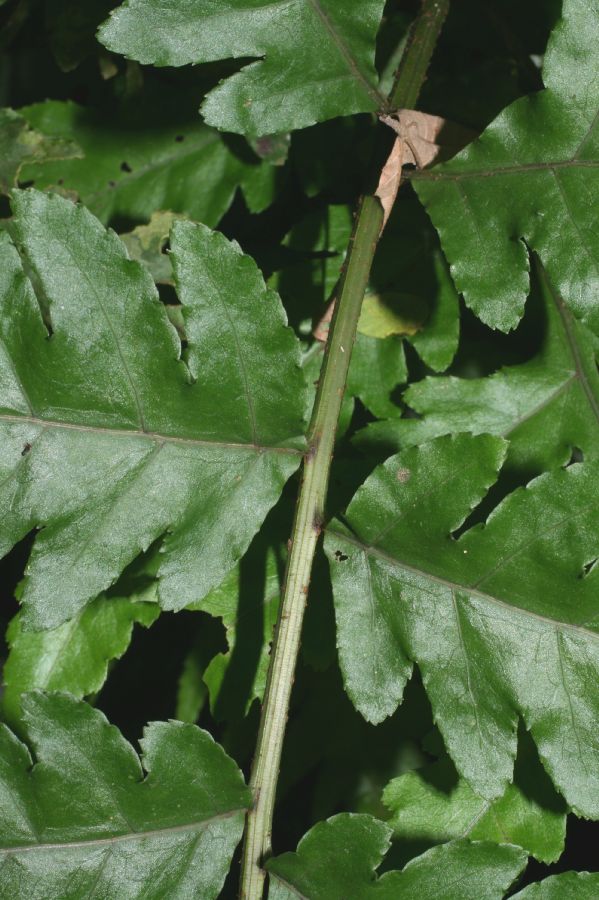 Lomariopsidaceae Bolbitis portoricensis