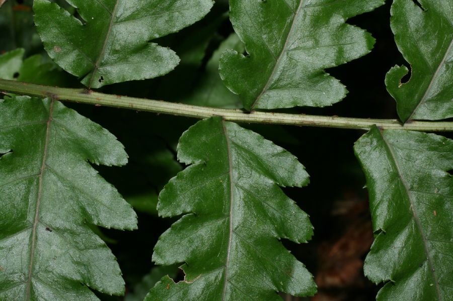 Lomariopsidaceae Bolbitis portoricensis