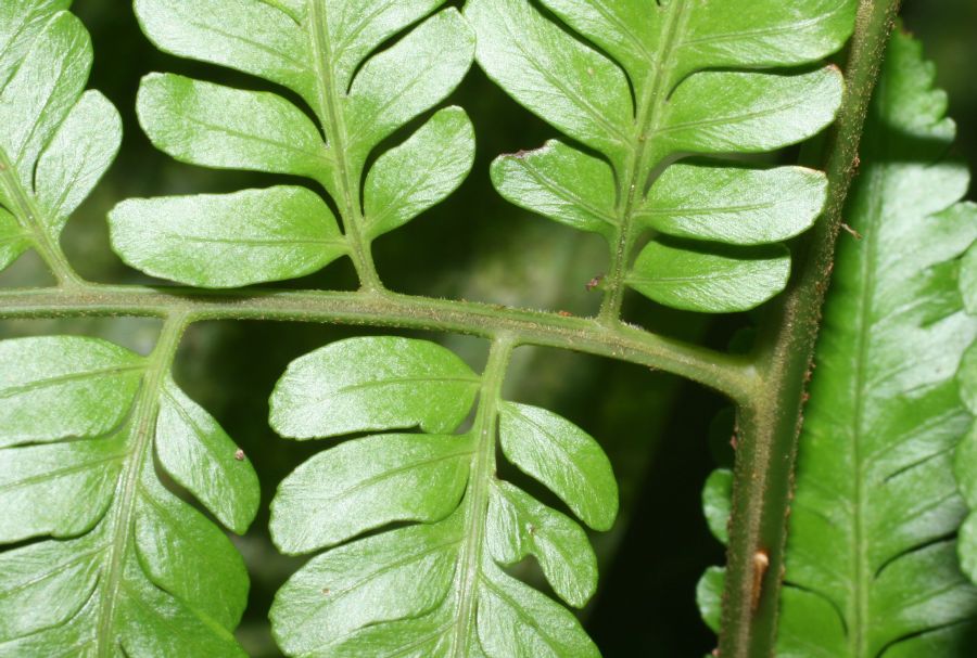 Dryopteridaceae Polybotrya osmundacea