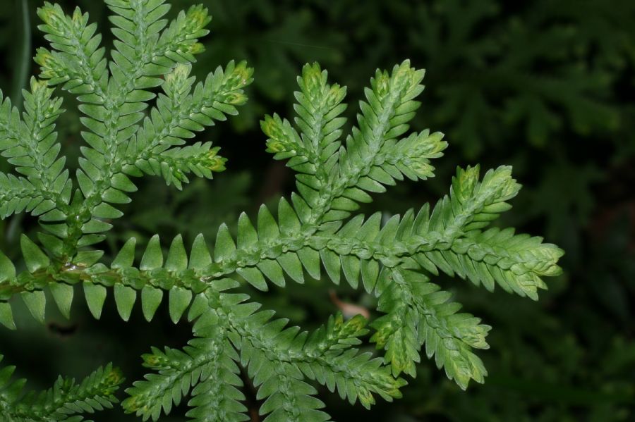 Selaginellaceae Selaginella eurynota