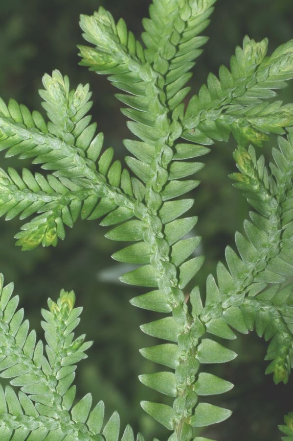Selaginellaceae Selaginella eurynota