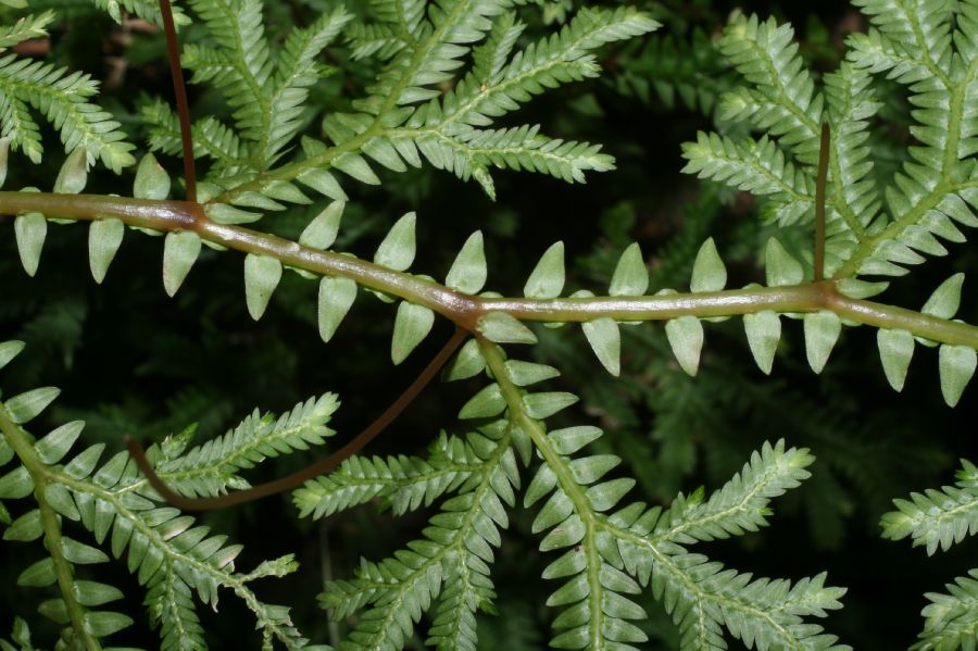 Selaginellaceae Selaginella eurynota