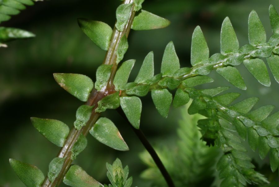 Selaginellaceae Selaginella eurynota