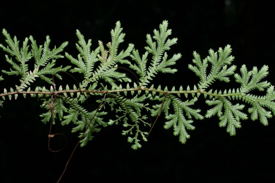 Selaginellaceae Selaginella eurynota