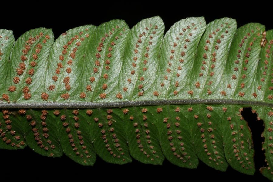 Thelypteridaceae Goniopteris nicaraguensis