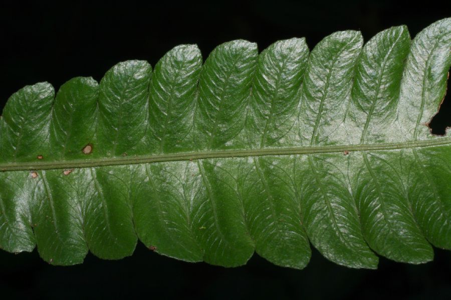 Thelypteridaceae Goniopteris nicaraguensis