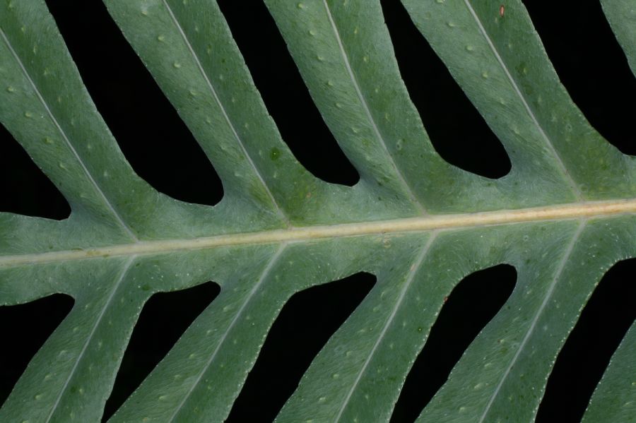 Polypodiaceae Phlebodium pseudoaureum