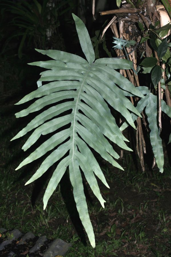 Polypodiaceae Phlebodium pseudoaureum