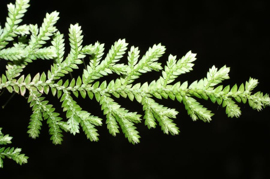 Selaginellaceae Selaginella atirrensis