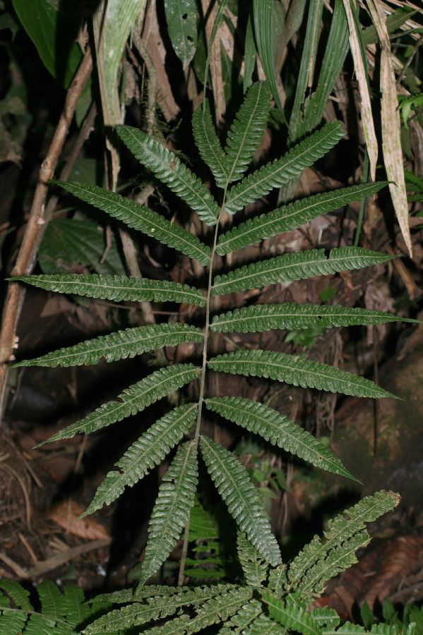 Thelypteridaceae Goniopteris nicaraguensis