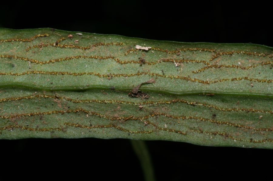 Pteridaceae Polytaenium feei