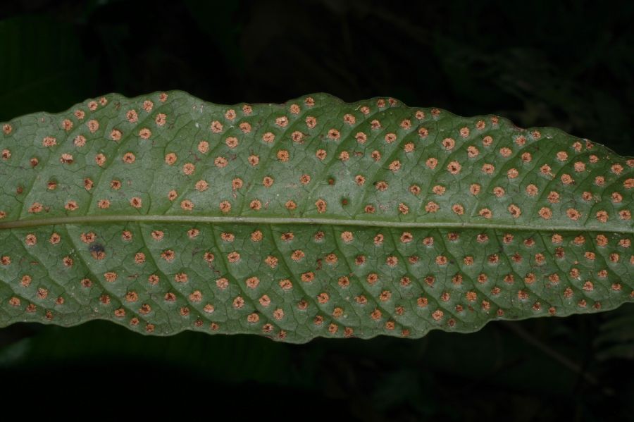 Tectariaceae Tectaria moranii