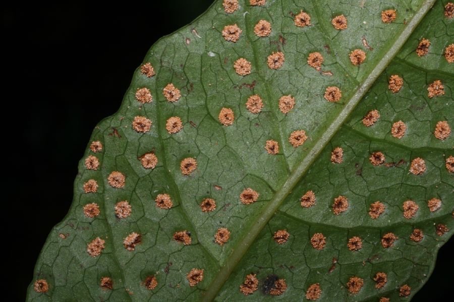 Tectariaceae Tectaria moranii