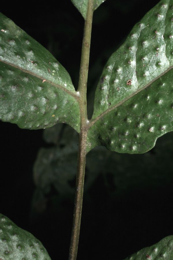 Tectariaceae Tectaria moranii